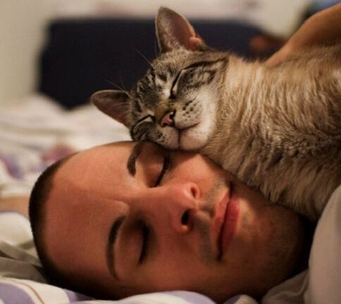 spánok s mačkou ako príčina napadnutia parazitmi